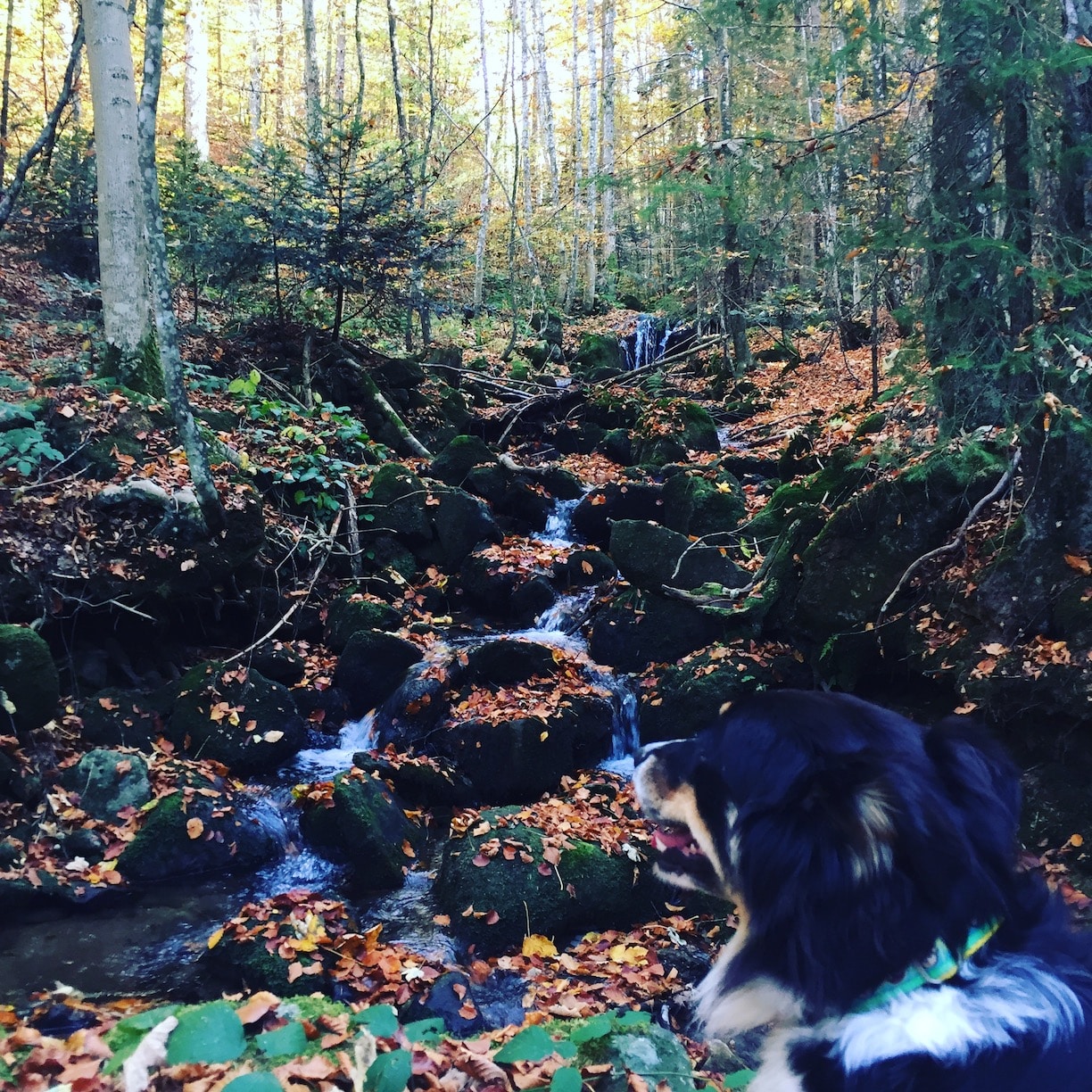 Herbstwochenende im Böhmerwald – zwischen Erwartung und Wirklichkeit