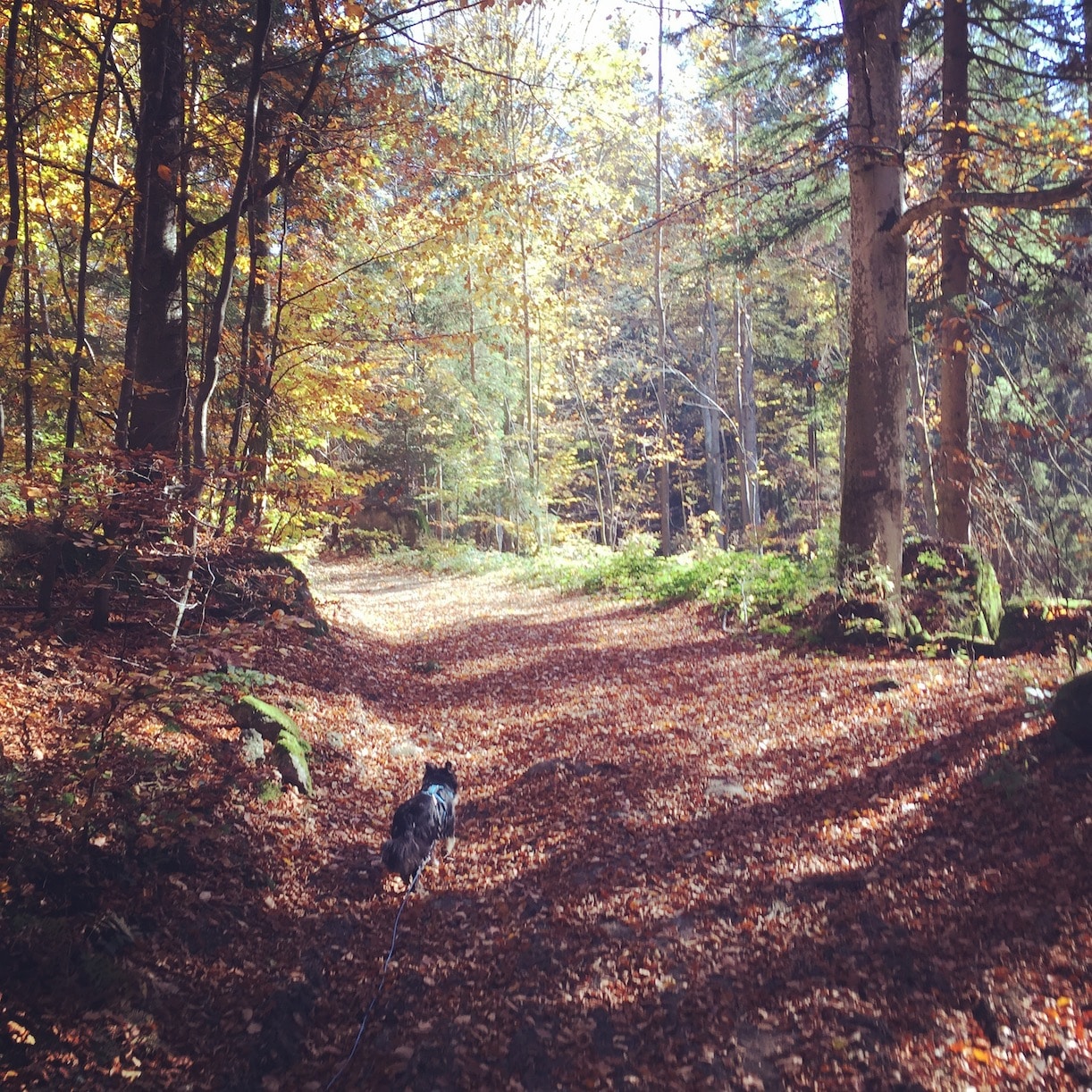 Herbstwochenende im Böhmerwald – zwischen Erwartung und Wirklichkeit