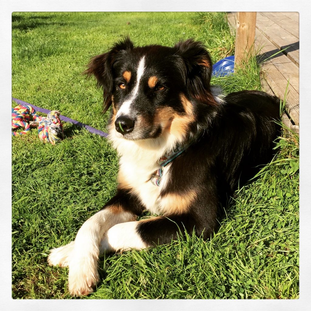 IMG_2368 Skye Australian Shepherd camping