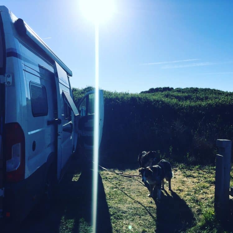 Kriterien Camper Hund