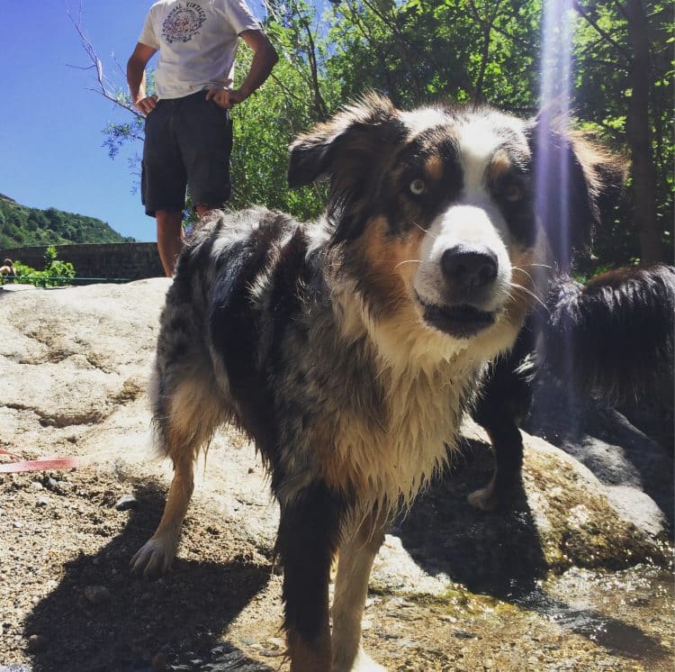 Drôme Camping Hund Wanderung