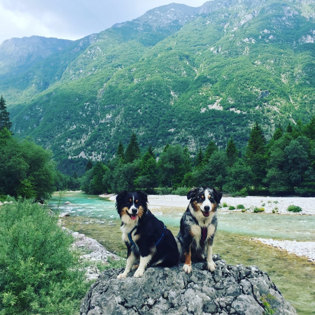 IMG_0936 Soca Tal Hund Camping Wandern