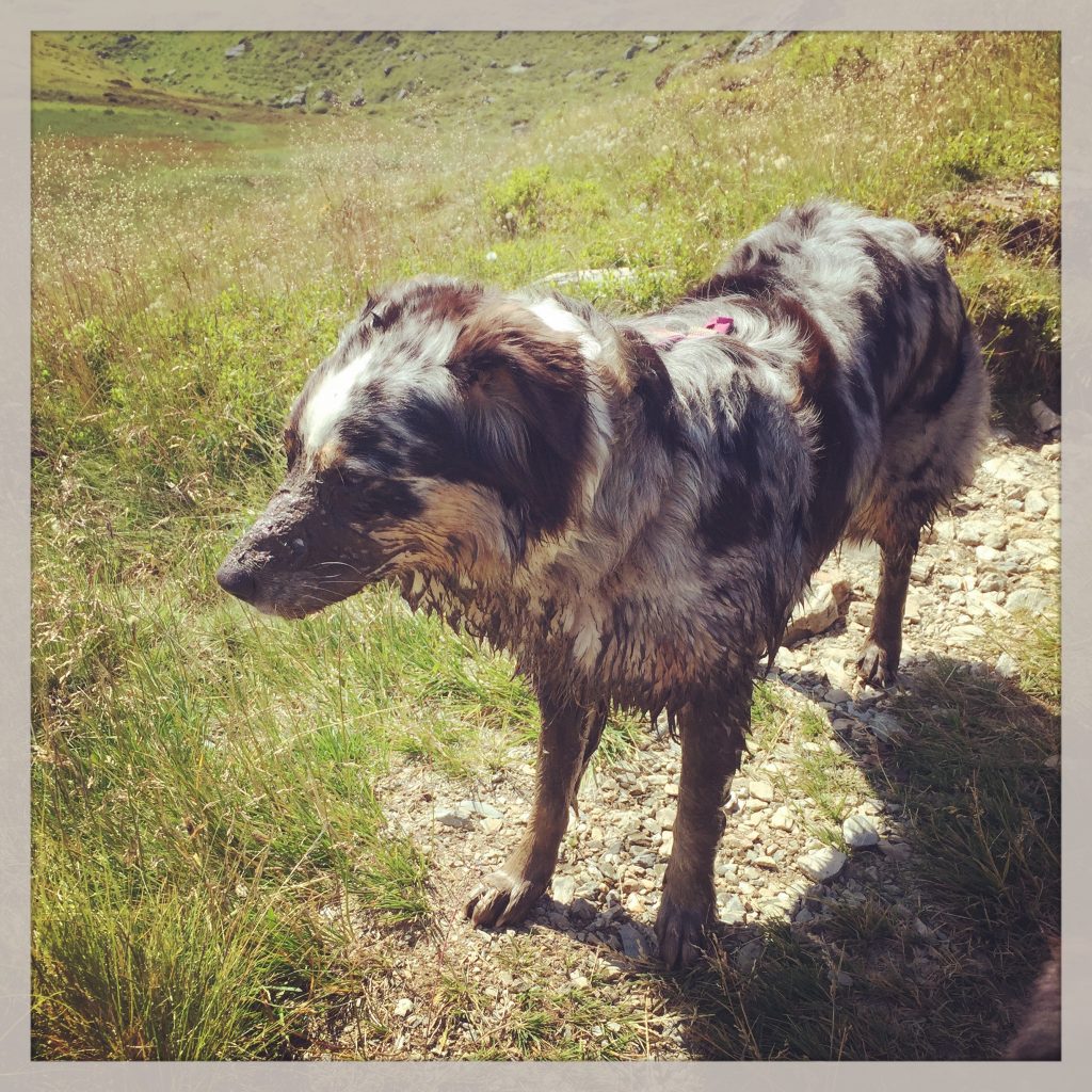 IMG_2173 Hund Reise Wasseraufnahme