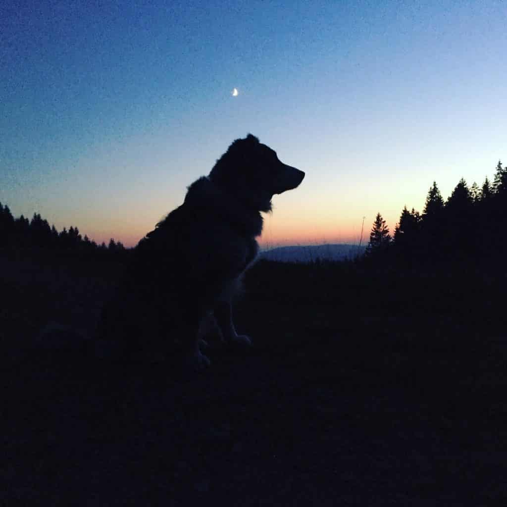 IMG_4116 2 Böhmerwald hund camping wandern sumava bayrischer Wald