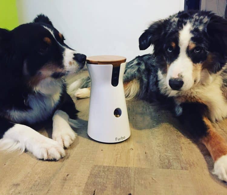 Furbo Hundekamera Camping