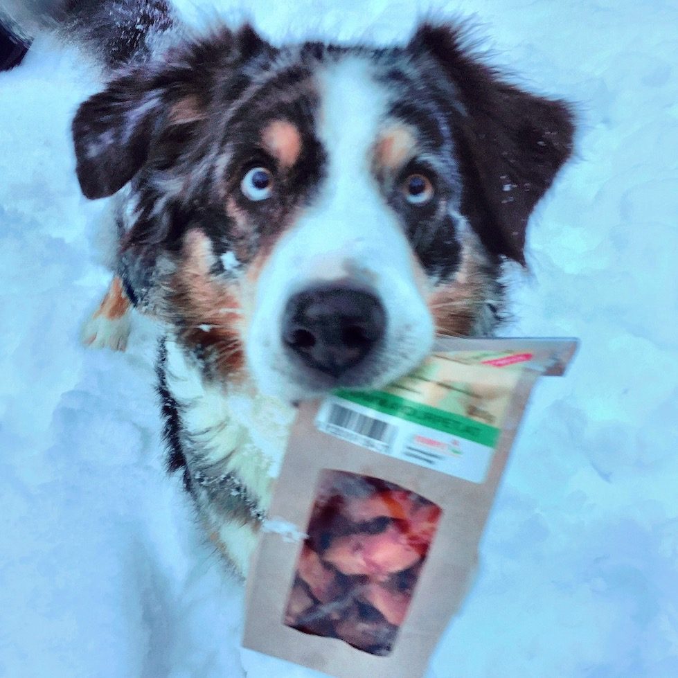 Processed with Rookie Cam süßkartoffel hund 4yourpet Australian Shepherd