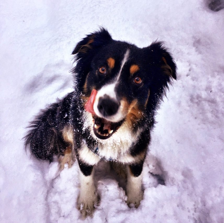 IMG_7823 süßkartoffel hund 4yourpet Australian Shepherd