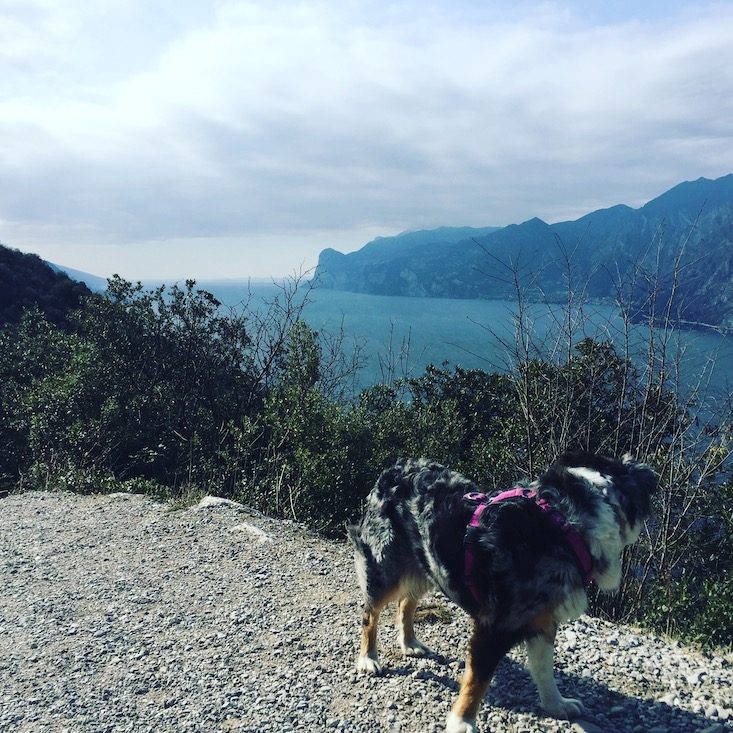 Lago di Garda Gardasee Torbole Wandern Hund Camping Februar