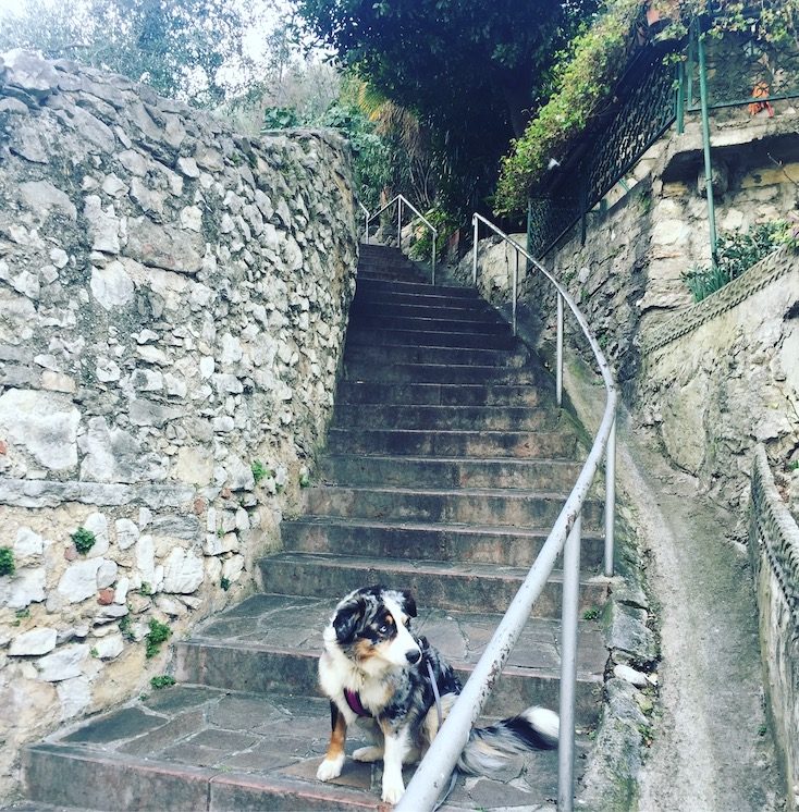 Wandern_Hund Gardasee Torbole Wandern Hund Camping Februar