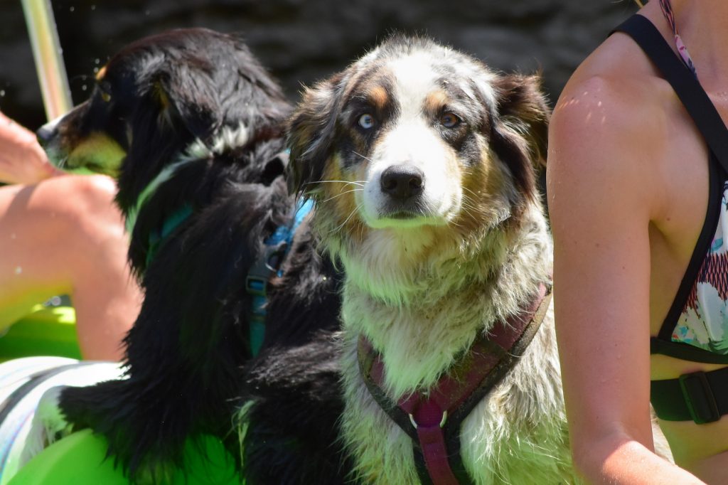 Ardèche Ardèche Hunde Kanu Camping Fluss Frankreich