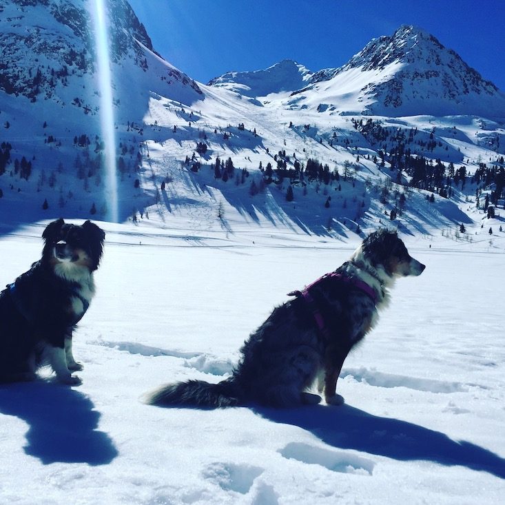 Osttirol Osttirol Defreggental Stallersattel Wintercamping Hund Schneeschuhe
