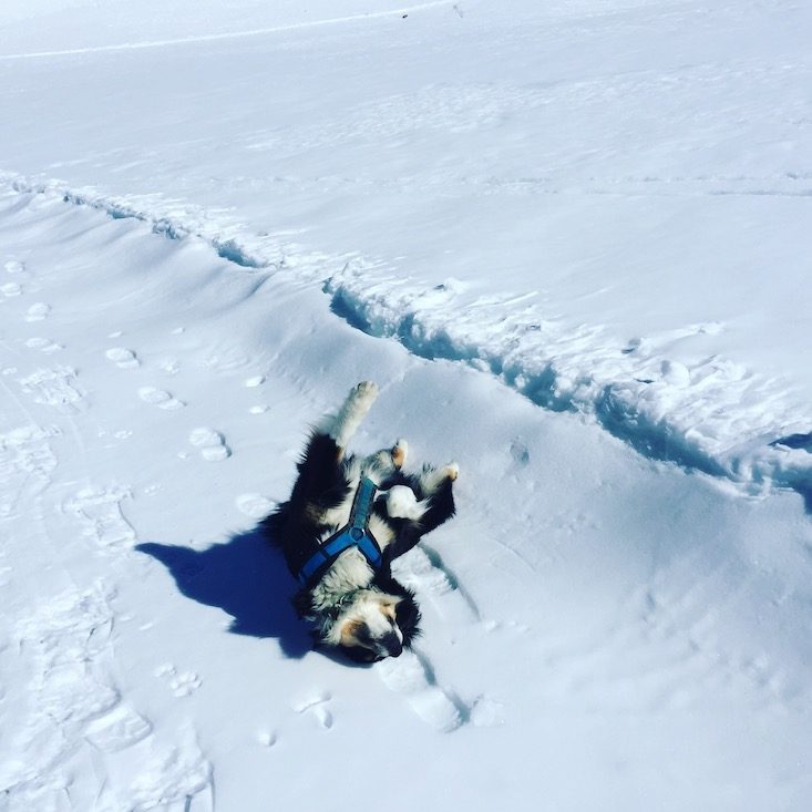 Osttirol Osttirol Defreggental Staller Sattel Wintercamping Hund Schneeschuhwandern