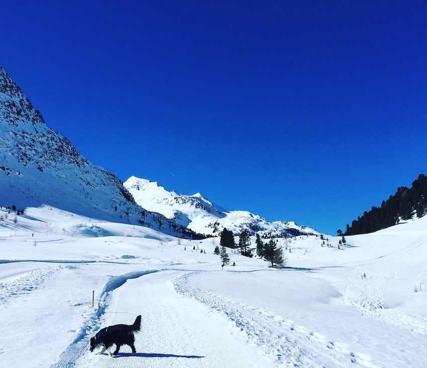Osttirol Osttirol Staller Sattel Defreggental Wintercamping Hund Schneeschuhwandern