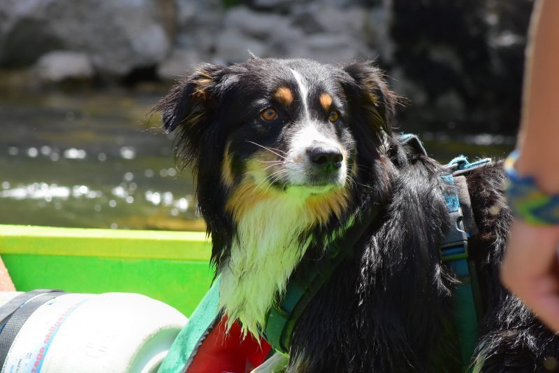 Ardèche Ardèche Hund Kanu Bootstour Frankreich