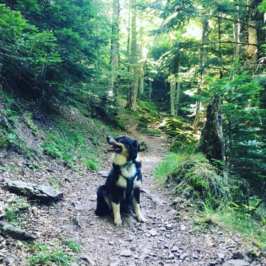 Castillo d'Acher Castillo d'acher Hecho-Tal Hund Wanderung