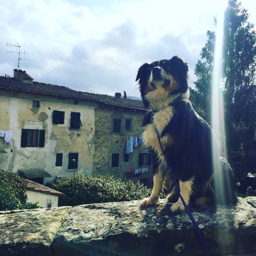 Italien_Hunde umbrien toskana Greve hunde camping Wohnmobil Italien Wanderung