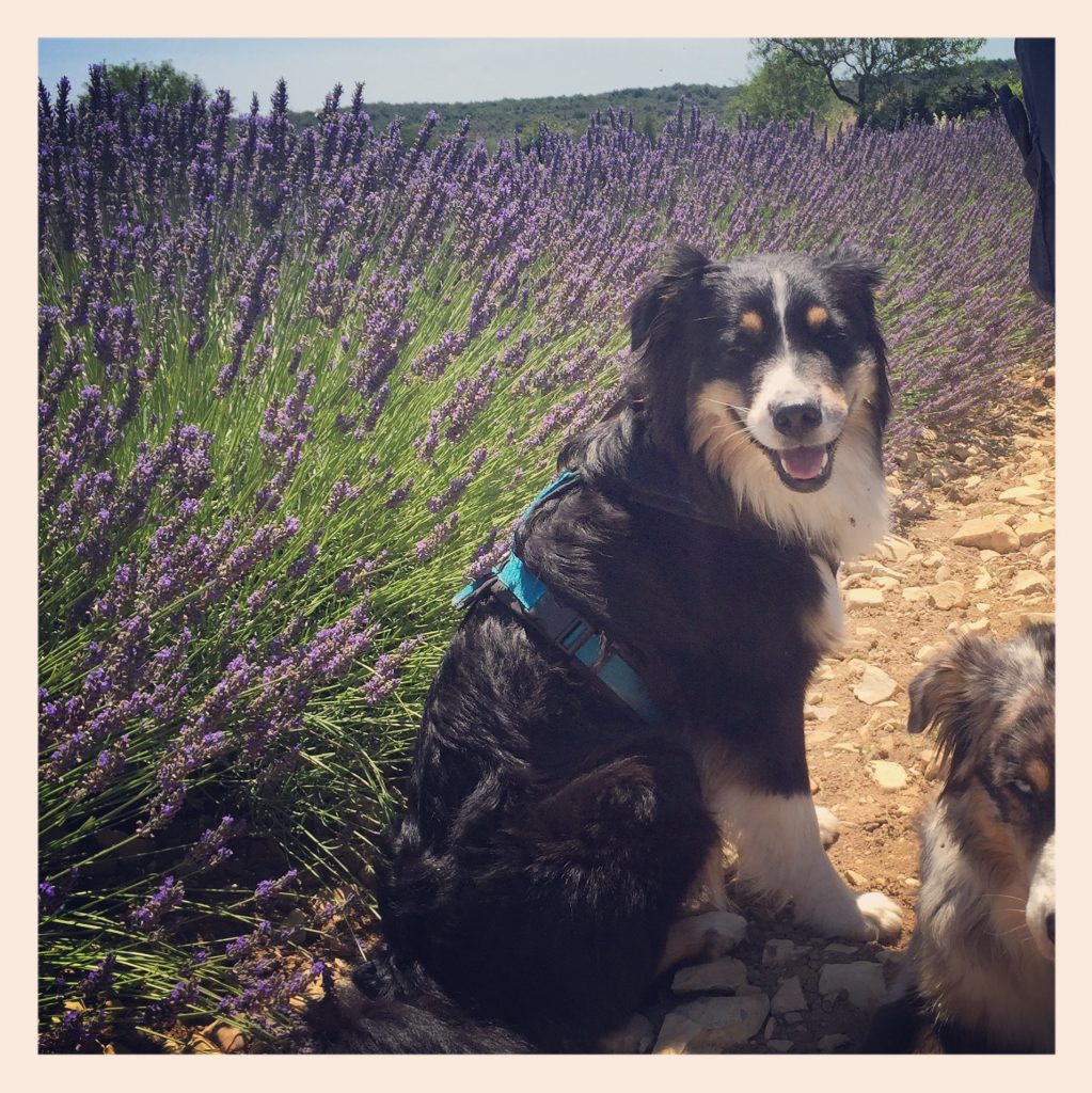 Ardèche Ardèche Hunde Kanu Frankreich Camping Lavendel