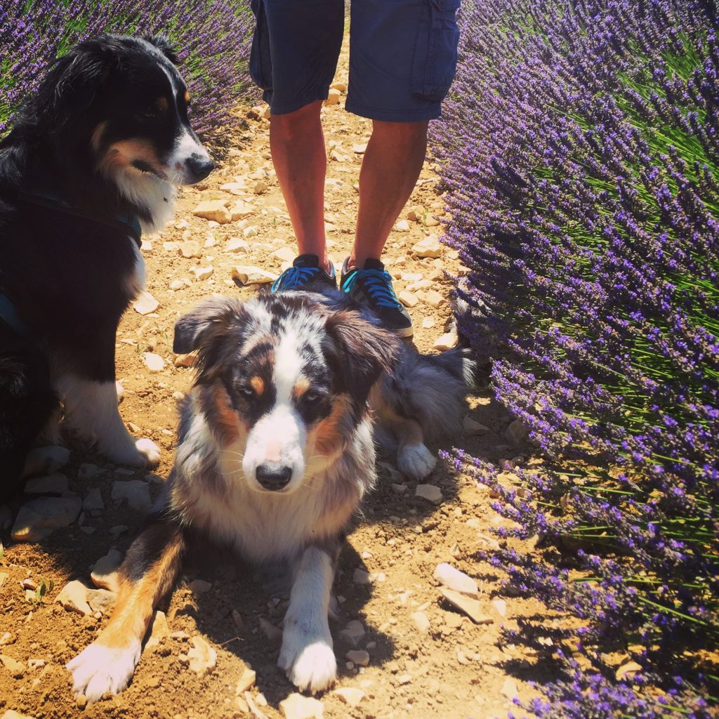 Ardèche Ardèche Frankreich Südfrankreich Hund Hunde Camping Wohnmobil Kanu Tour