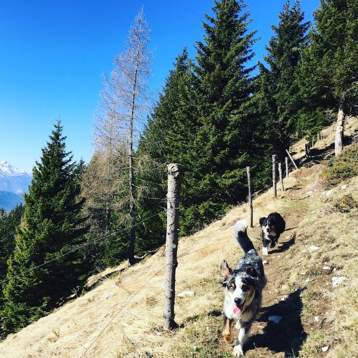 Passo Brocon Passo Brecon Lagorai Monte Timoncello Trentino Camping Wohnmobil Hund Wandern
