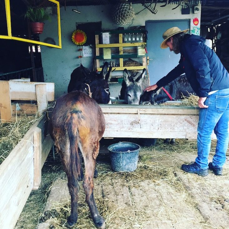Farma Magaraca Martinici Eselfarm Eselsfarm Montenegro Wohnmobil