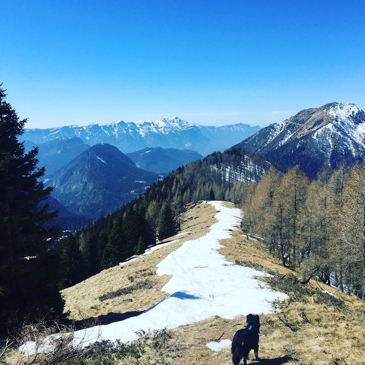 Passo Brocon passo Brecon Monte Timoncello Lagorai Trentino Wanderung Hund Camping