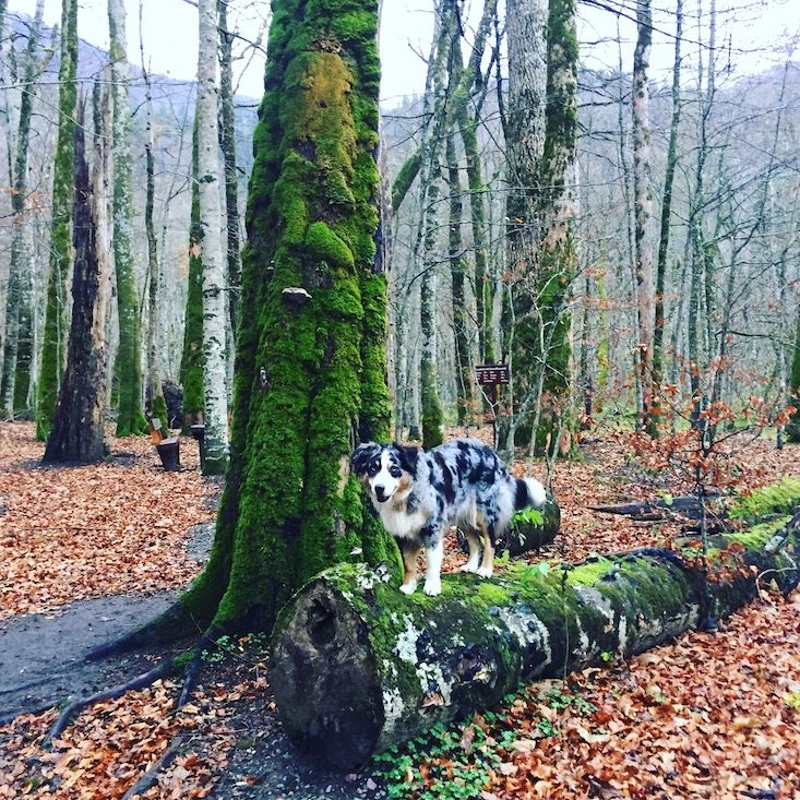 Montenegro Montenegro Hund Camping Nationalpark Wohnmobil Biogradska Gora