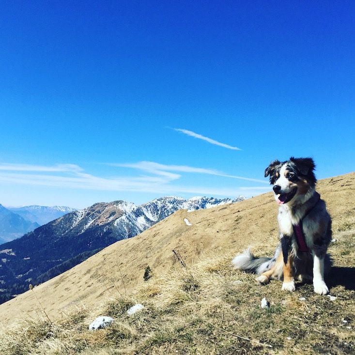 Passo Brocon Passo Brocon Lagorai Trentino Wandern Hund Camping Wohnmobil