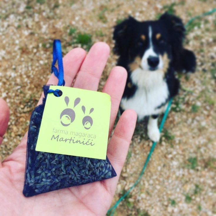 Farma Magaraca Martinici Montenegro Lavendel Hund Wohnmobil Camper camping