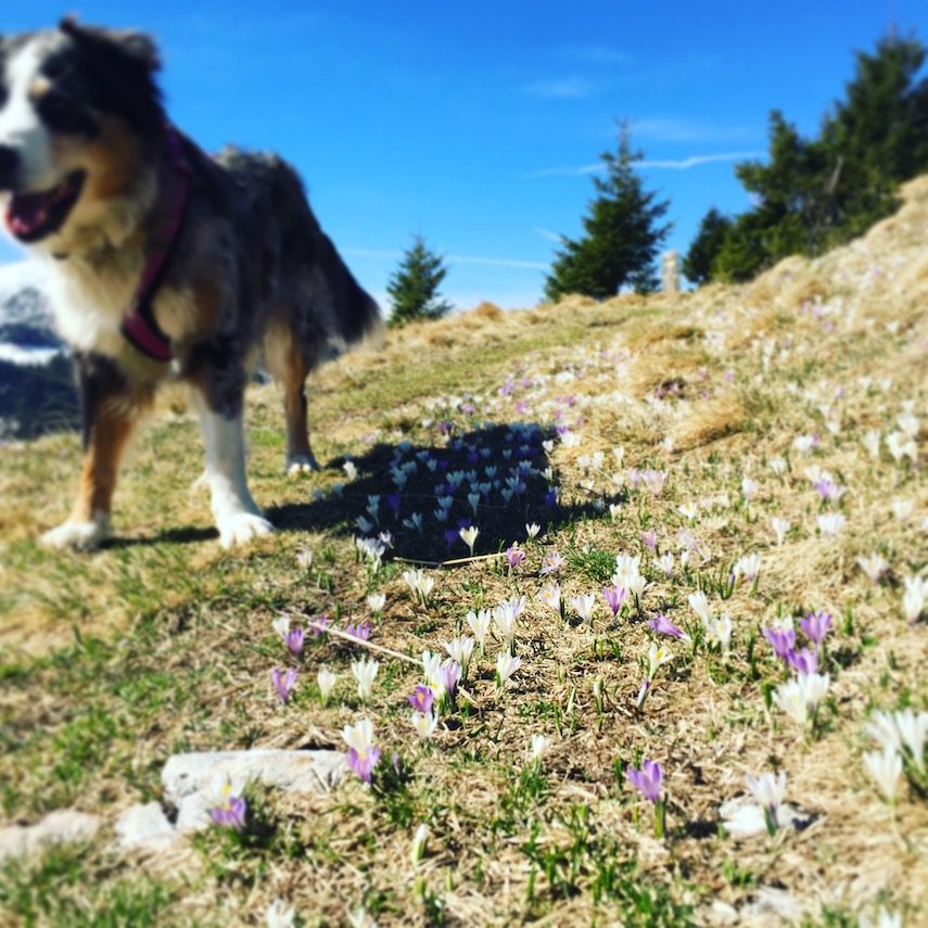 Passo Brocon Passo Brecon Lagorai Trentino Ostalpen Camping Wandern Hund