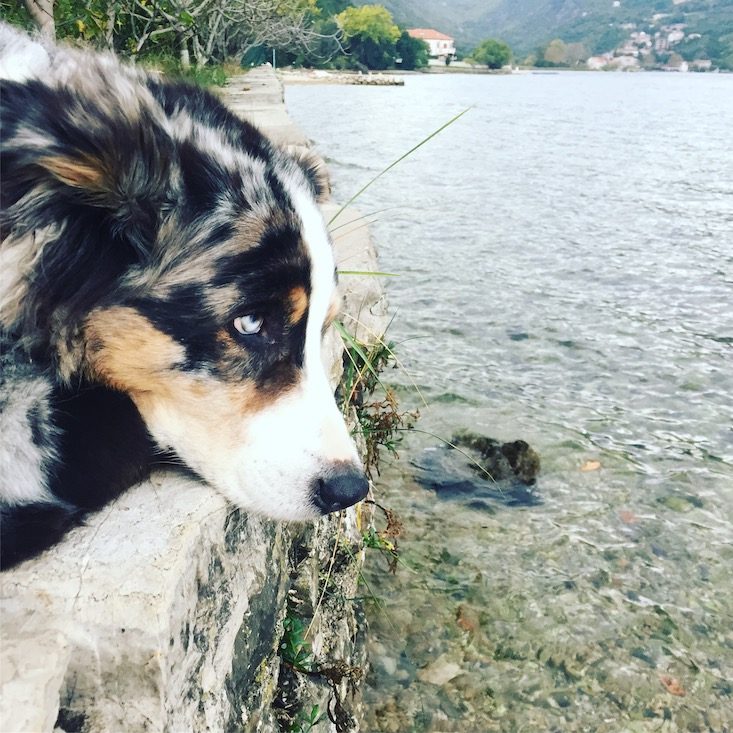 Montenegro Montenegro Kotor Hund Wohnmobil Camping Campingbus Kontraste