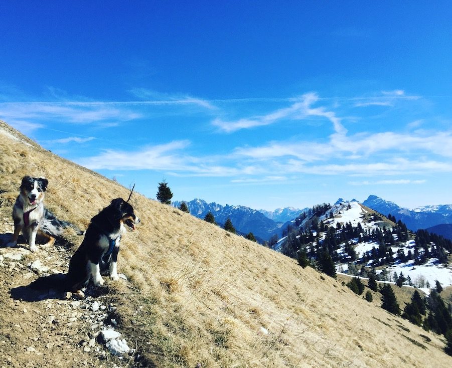 Passo Brocon Passo Brocon Col della Boia Lagorai Trentino Camping Wohnmobil Hund Wandern