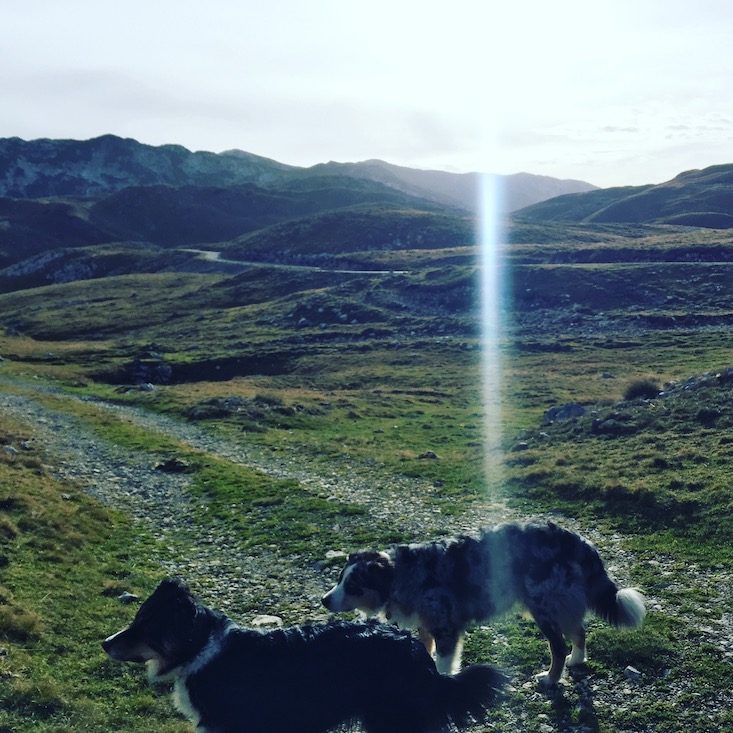 Durmitor Durmitor Nationalpark Montenegro Camping Wohnmobil Hund