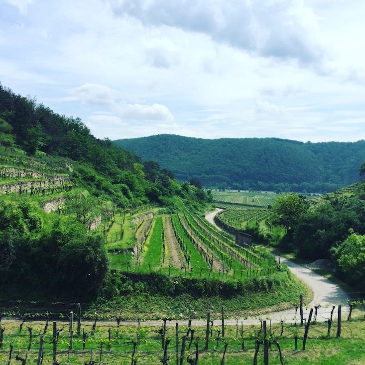 Wachau Wein Wachau Niederösterreich Wanderung Hund