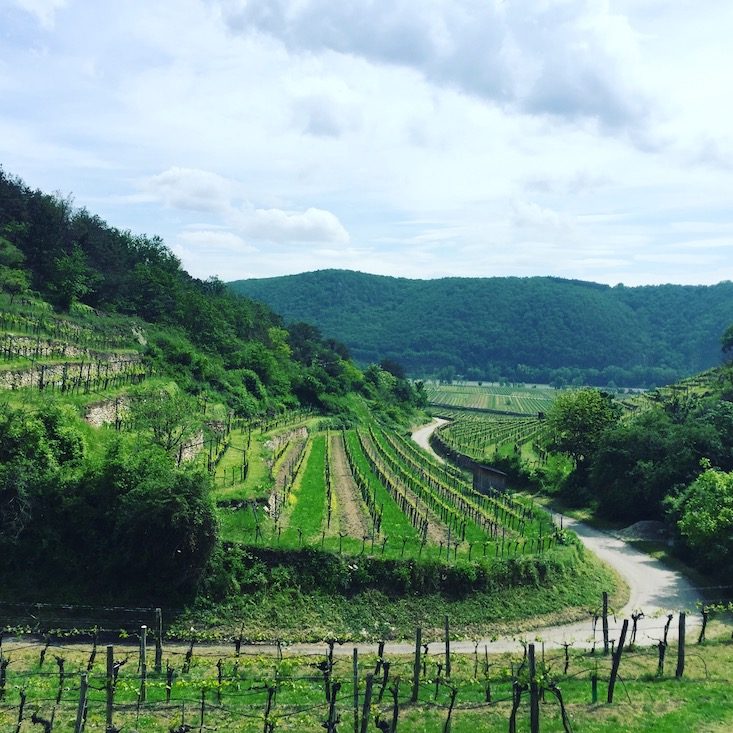 Wein Wachau Niederösterreich Wanderung Hund