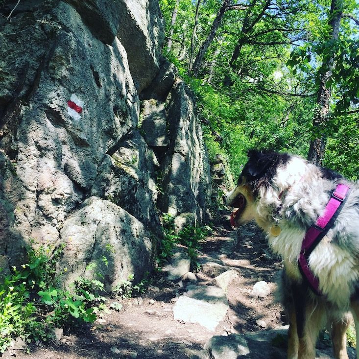 Wachau Wanderung Vogelbergsteig Hund