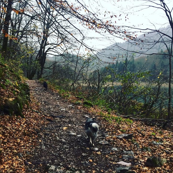 Biogradska Gora Biogradska Gora Rundwanderung Hund Montenegro