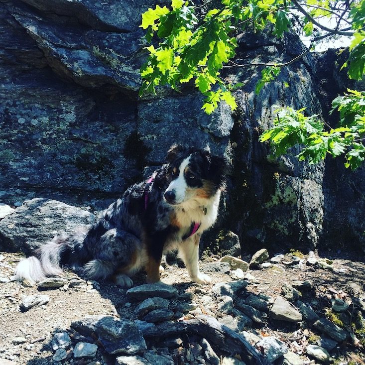 Hund Wanderung wandern Camping