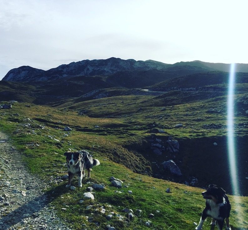 Durmitor Durmitor Nationalpark Montenegro Camping Wohnmobil Hund