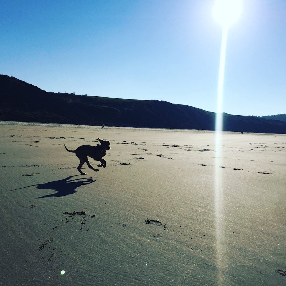 Mar Cantabrico Hund Hund camping Wohnmobil Sandstrand Nordspanien Asturien Kantabrien