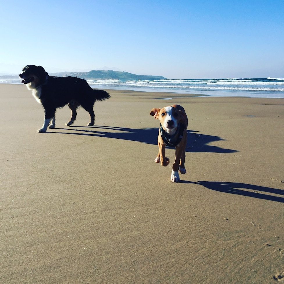 Kantabrien Hunde Hund camping Nordspanien Asturien Kantabrien