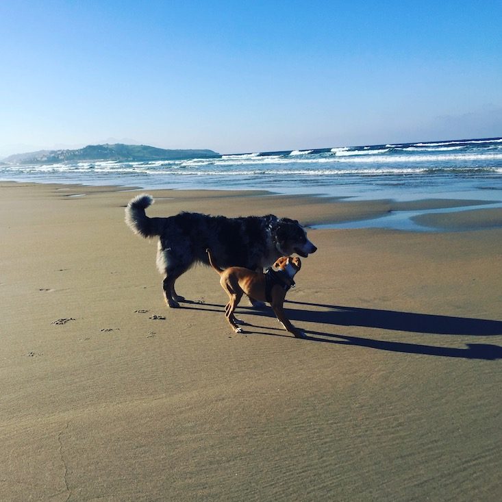 Strand Hunde Hund camping Nordspanien Asturien Kantabrien