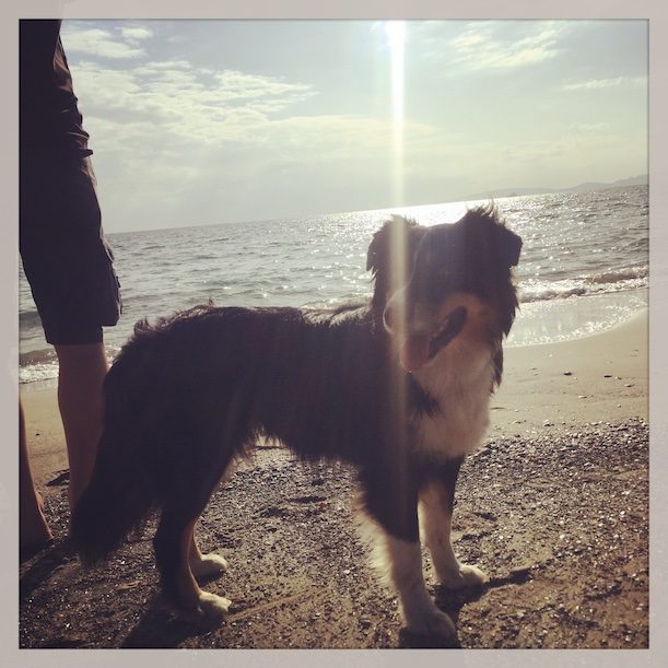 Hundestrand Toskana Hundestrand Wanderung Camping Hund Wohnmobil Italien