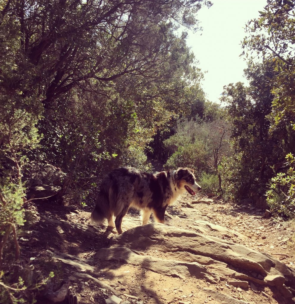 Toskana Toskana Hundestrand Wanderung Camping Hund Wohnmobil Italien
