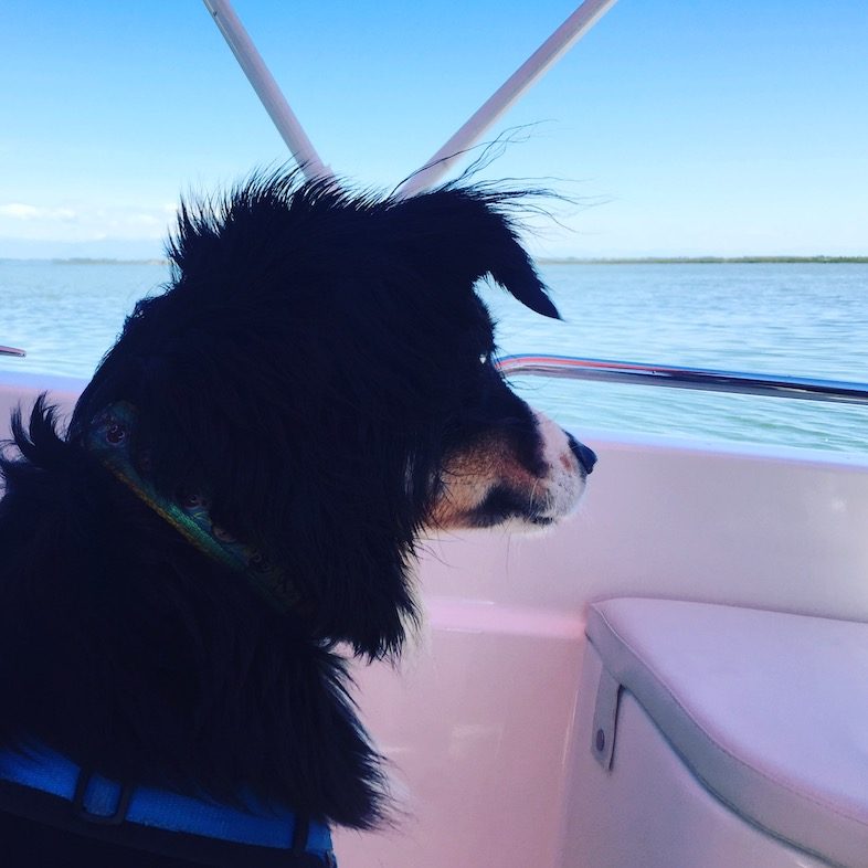 Bootsausflug Bootstour Hund Venedig Cavallino Laguna Amo