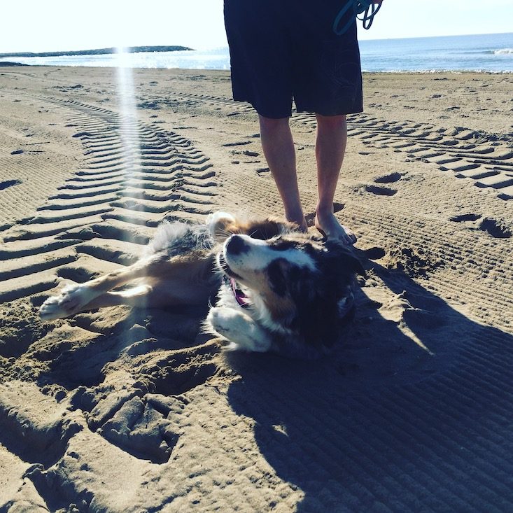 Hundestrand Hund Hundestrand Venedig Jesolo