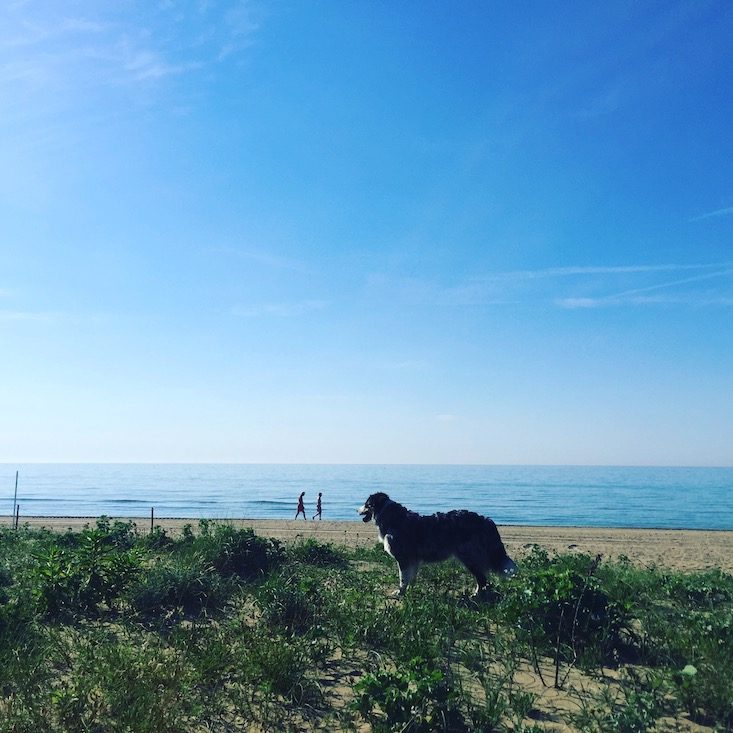 Cavallino Hund Strand Hundestrand Adria