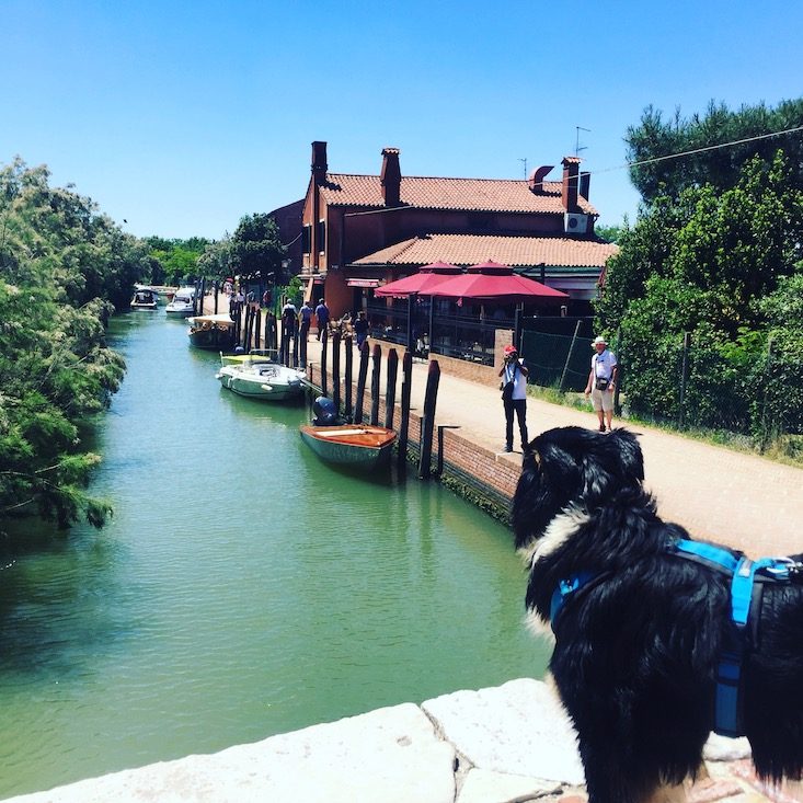 Torcello Torcello Laguneninsel Hund Venedig