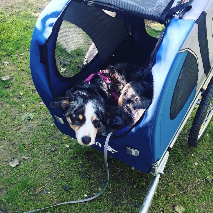Fahrradanhänger Anhänger Hund Fahrrad Fahrradtour