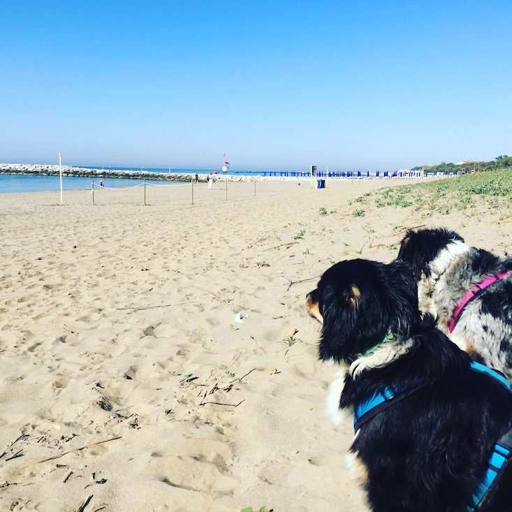 Hundestrand Cavallino Hundestrand Camping Hund Adria