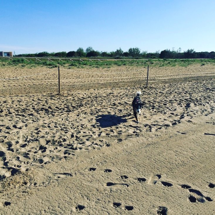 Cavallino Hundestrand Strand Hund Cavallino